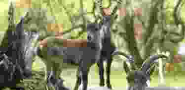 Neu: Steinbock-Safari im Tierpark Langenberg