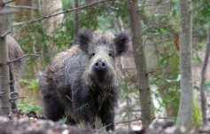 Wildschwein