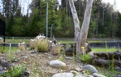 Sand lens for wild bees and sand lizards on the grounds of the Visitor Centre in Sihlwald, enhanced with dead wood.