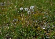 Dandelion on a ruderal area