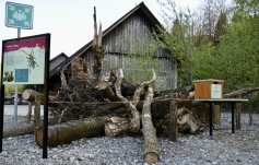 Standing and lying deadwood in the Sihlwald visitor area. 