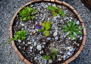 Planted raised bed in spring from above with various plants and flowers.