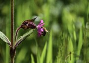 Eine Biene auf einer Roten Lichtnelke (Silene dioica)