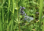 Ein Senfweissling (Leptidea sinapis) auf einer Kriechender Günsel-Blüte (Ajuga reptans) inmitten von verschiedenen Gräsern