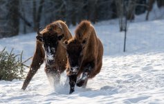 Wisent