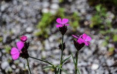 Mehrere Kartäusernelkenblüten. Pink, mit jeweils fünf Blütenblättern. Sie wachsen als sogenannten Pionierpflanzen auf Ruderalflächen.