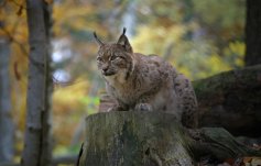 Eurasischer Luchs