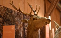 Gruppenangebote Streifzug durchs Naturmuseum