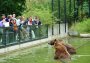 Gruppenangebote Bär, Bären spielen im Wasser