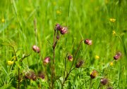 Bach-Nelkenwurz (Geum rivale) in einer Blumenwiese mit Blüten des scharfen Hahnenfusses (Ranunculus acris) im Hintergrund