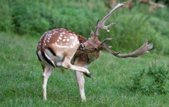 Fallow deer