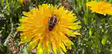 Essbare Wildpflanzen