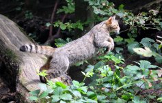 Europäische Wildkatze