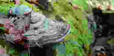 Ein Stück Wildnis erhalten