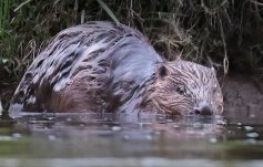 Biber im Wasser