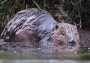 Beaver in the water