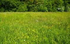 Blumenwiese an der Sihl mit Hahnenfuss, Rotklee, Sauerampfern, Löwenzahn, Gundelreben, Katzenäuglein und anderen Blumen. 