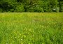 Flower meadow by the Sihl with buttercups, red clover, sorrel, dandelion, ground ivy, cat's eye, and other flowers. 