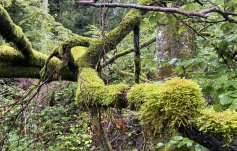 Moosbewachsener Ast im Naturwald